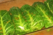 Рецепт. Савойская капуста фаршированная рисом и овощами