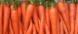 Статья. Морковная диета на 10 дней, диета на морковном соке 4 дня