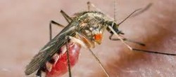 Статья. Как бороться с комарами, вред от комаров, чем опасны комары, комариные укусы