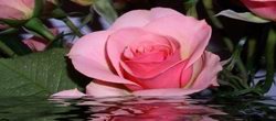 Статья. Розовая вода, как сделать розовую воду, розовая вода приготовление