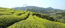 Статья. Диета на зеленом чае, японская чайная диета для похудения